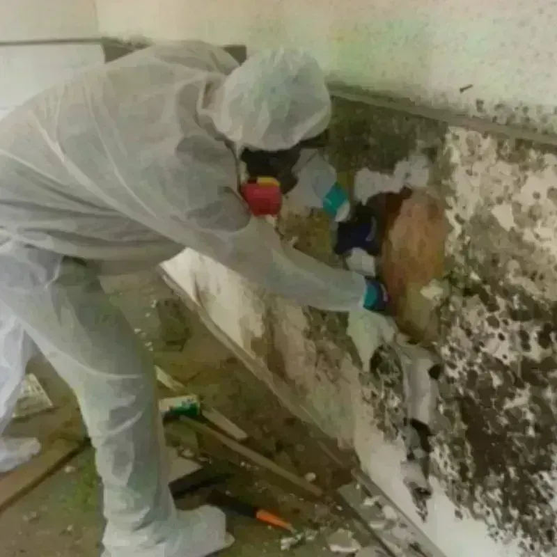 Mold Remediation and Removal in East Point, GA